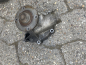 Preview: BMW M5 E28 M6 E24 M88 waterpump water pumpe cooling M88/3